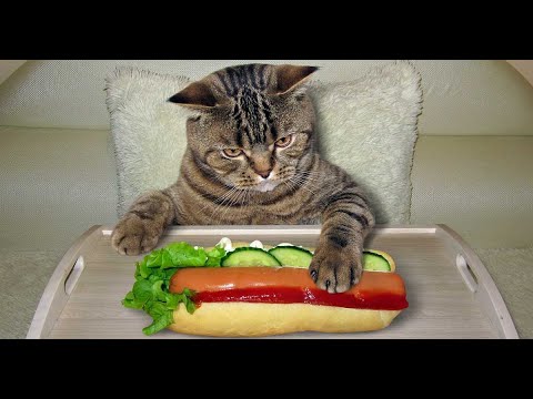 Can Cats Eat Hot Dogs? Why That Is So Dangerous?
