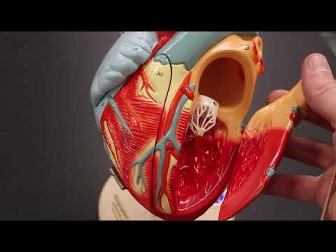 AP 120 Lab 11 Cardiovascular System: Heart Model