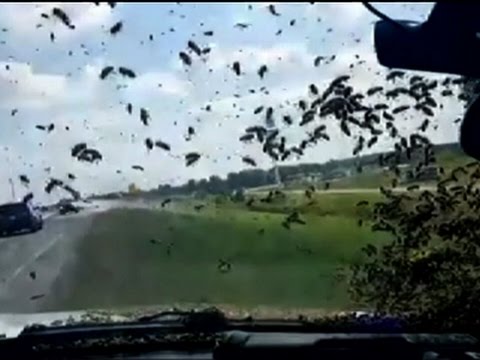 Raw: Bees Swarm Okla. Patrol Car After Wreck