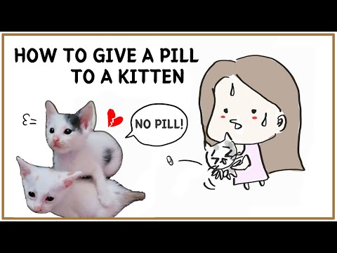 How to give a pill to a tiny kitten - Use a syringe! #easy