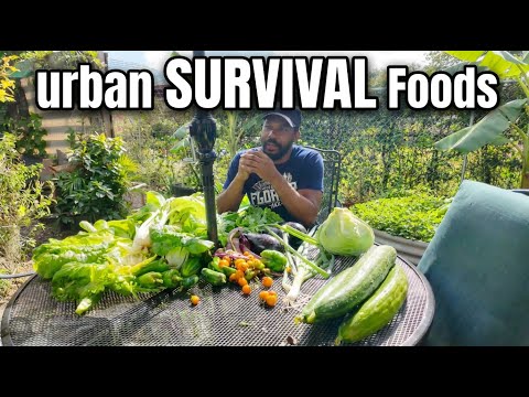 "Grow a THRIVING Survival Garden in Your Urban Backyard (Even if You're a Beginner!)