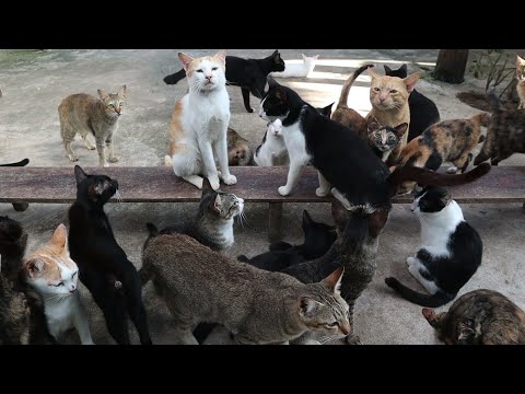 hungry cat eat food, i feed dry food for them
