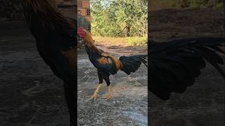 A Mestiça Barbuda largou o choco e Voltou para Roça.