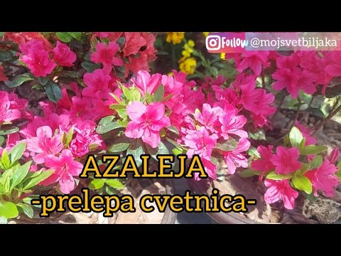 AZALEJA - NEGA I GAJENJE OVE PRELEPE CVETNICE