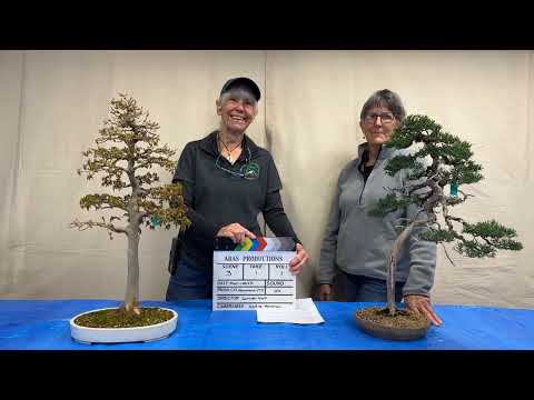 ABAS Seasonal Care Session 2 - March 2023  Juniper care and repotting
