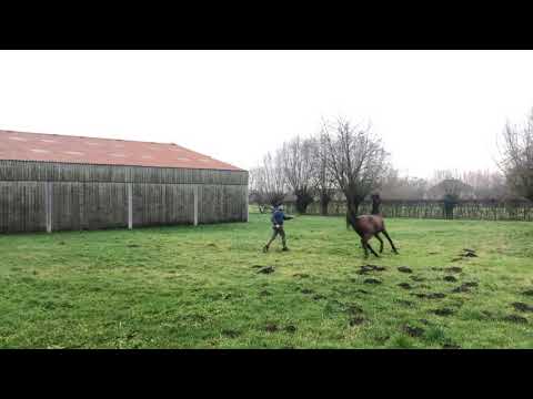 Magnifique J (Emerald J x Magnificent lady J )