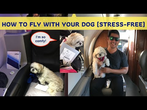 Flying with Your Pet: Tips for a Stress-Free and Comfortable Flight