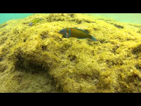 Thalassoma pavo