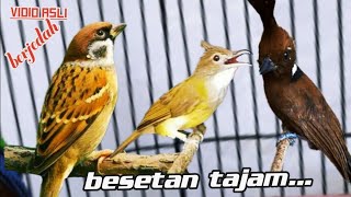 Download lagu GURU VOKAL HANDAL BESETAN TAJAM || c,jenggot vs gereja tarung vs cililin mp3