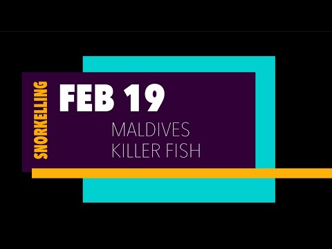 The Killer Fish