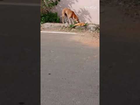 My mom cooked food for Street dogs 🐕 day 29th