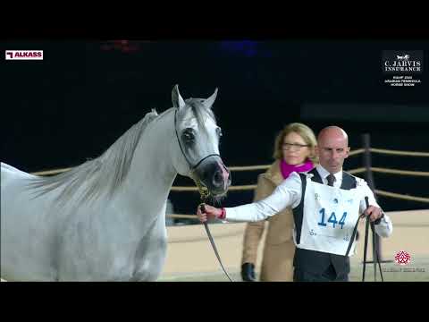 N 144 SH SULTAN   KIAHF 2024   Arabian Peninsula Horse Show   Stallions 4 6 Years Old Class 10