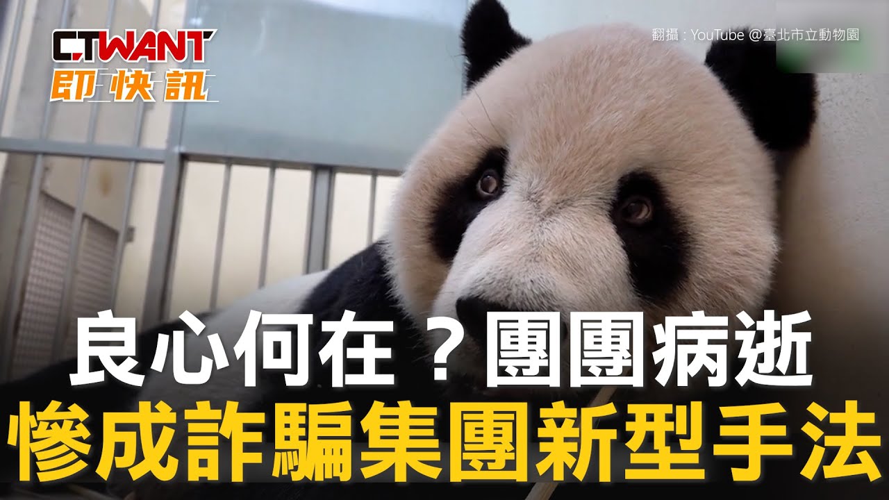 圖說-良心何在？團團病逝　慘成詐騙集團新型手法