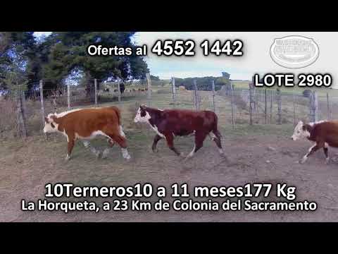 Lote 10 Terneros 7 HE - 2 HE/ AA - 1 HE/ RA 177 Kgkg -  en La Horqueta, a 23 Km de Colonia del Sacramento