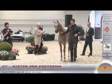 Berlin Cup Werder 2015 - Colts 1 year old (Class 6) - N.27 JUSTIN IBN ESSTEEMA