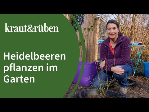 Planting blueberries in the garden | Tips on soil and proper fertilization