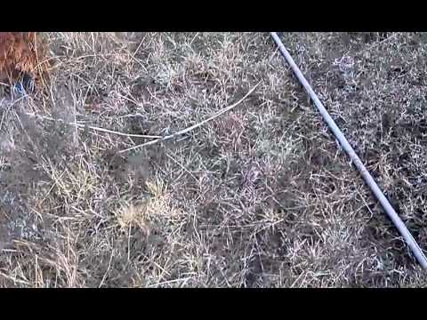 Shotgun, Model 151 CBC Arrow Test.