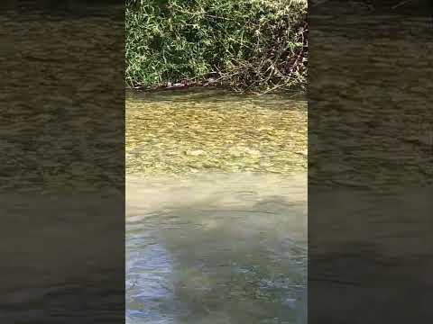 Un vecino lindero de arroyo negro en la unión con el río quemquemtreu, 6/3/26