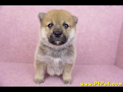 05/20赤色柴犬母幼犬