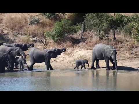 Djuma: Elephants with wee one come and lone Buffalo quickly moves - 13:00 - 05/27/20