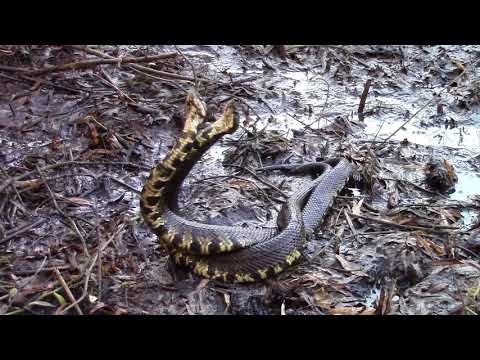 Cottonmouth vs. Cottonmouth:  Ritual Combat, Part I