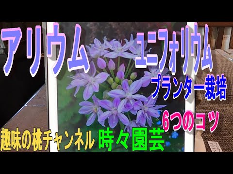 ニンニクの頭とクローブ