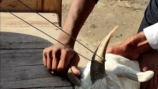 Goat horn cutting with wire