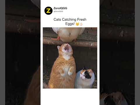 Cats Catching Fresh Eggs! 🐱🥚