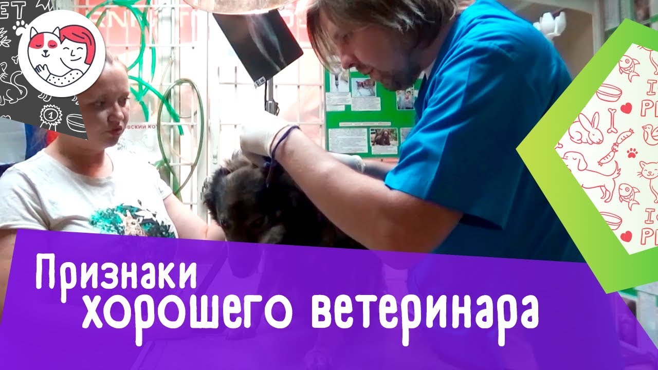 5 признаков хорошего ветеринара