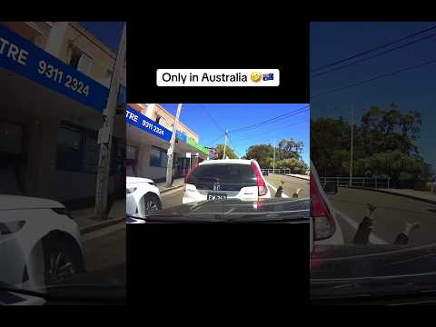 Only in Australia! #automobile #fast #motorsport #driftingguru #offroad #professionaldrifter #funny