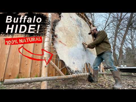 Natural Tanning a MASSIVE Bison HIDE!