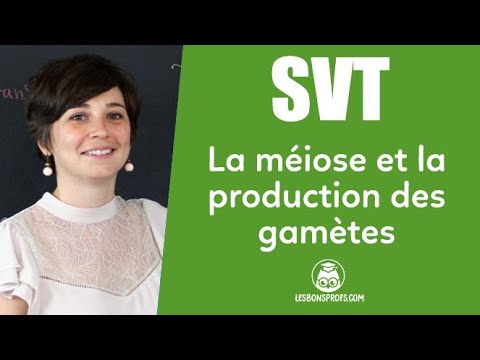 La méiose et la production des gamètes