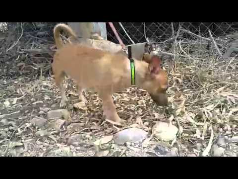 Maitri - For Adoption