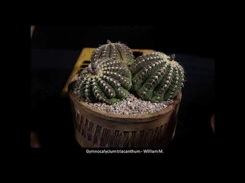 35th Intercity Show and Sale.  Sale August 6-8, Show August 7-8 Los Angeles Arboretum