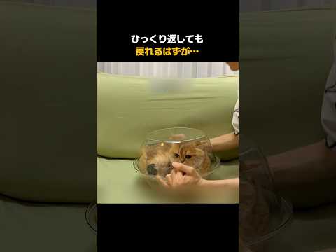 起き上がる気ゼロの猫🤣