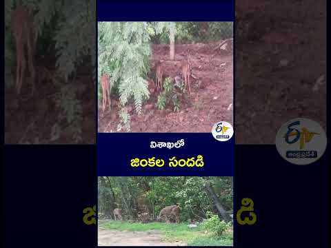 విశాఖలో జింకల సందడి#Visakhapatnam #VizagNews #DeerInVizag #Wildlife #Deer