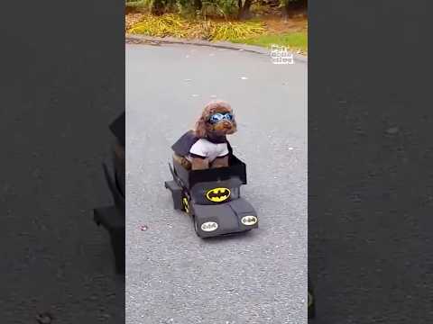 Le chat juge contre l'homme chauve-souris
