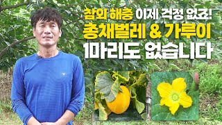 20년 고수의 참외 해충 총채벌레 가루이 잡는 법! 확실히 알려드립니다