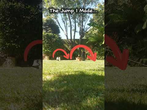 Amazing though 👏 #fyp #dog #Alro #shorts #jumping #AlessiaAndAnimals