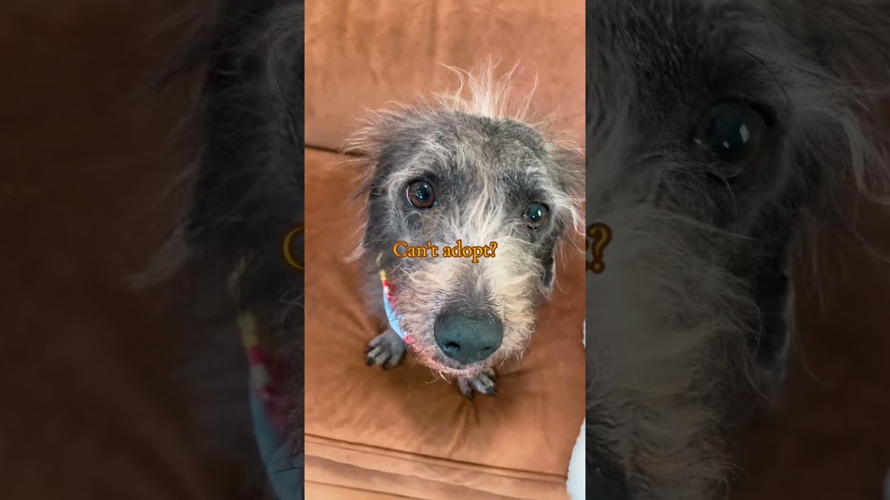 Enlarge RUTHIE (597), a Adoptable mixed breed in Indiantown, FL video 2/6