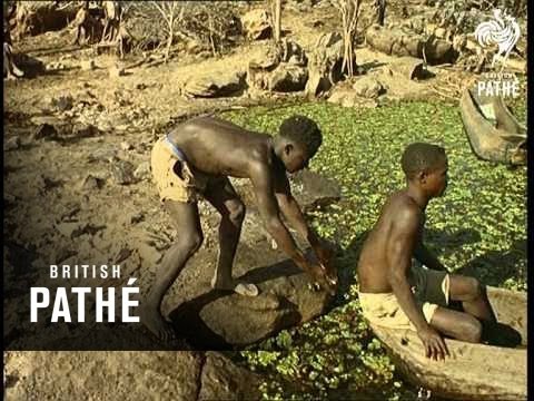 Out Takes / Cuts From Cp 511 -  Zambesi Aka Zambezi - Reel 2 Of 2 (1964)