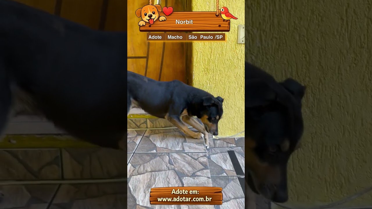 Cachorro raça SRD-ViraLata idade 6 ou mais anos nome Norbit