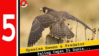 Download lagu Peregrine Falcon Lima Fakta Spesies Hewan Predator... mp3