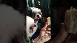 Biosafe puppy snack bal Video