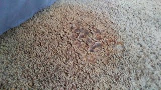 How to Get Orange Juice Out Of Carpet | OMG! Carpet Cleaning