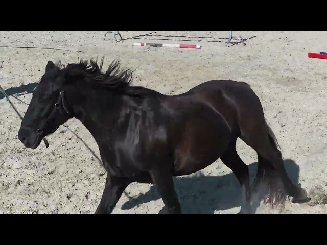 Gelding Menorquin Horse For sale 2016 Black