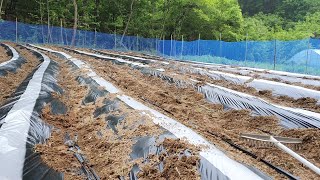 5월12일 노지고추 심으려고 비닐멀칭하고 고라니그물도 치고 바쁜하루입니다.