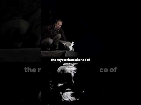 The Silent Flight Secret of Owls! #shorts #earth #virall #owl #nature