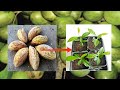 How to Grow Olive Seeds | Jalpai Tree | Olive tree | Zaitoon Tree | জলপাই বীজ থেকে চারা 