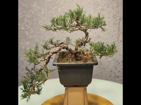 Bonsai in Kaskadenform Juniperus Wacholder